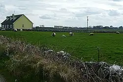 Photograph of a green field with sheep. On the left-hand side of the photo is a house.