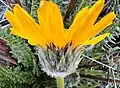 Flower side view