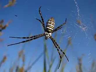 Female