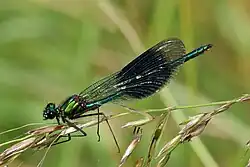Blue-green male