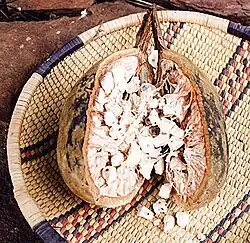 The fruit of the baobab tree