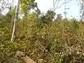 Jungle view