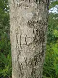 Bark close-up