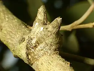 Poltys sp. from India