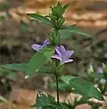 in Narsapur, Medak district, India