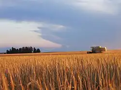 Barley field near the Syrian border