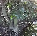 Roots in stream bank