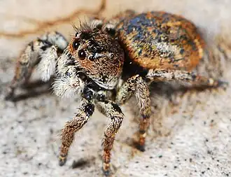 adult female