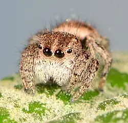 juvenile female