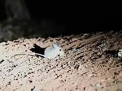 Gray mouse