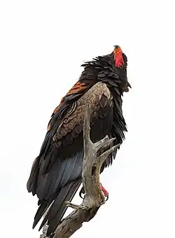 In South Africa