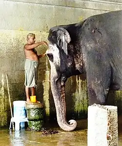 A mahout painting the forehead of his temple elephant, Kanchipuram, Tamil Nadu