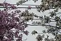 Bauhinia variegata var typica with pink flowering and var candida with white flowering growing side by side.