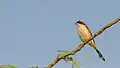 Bay-backed shrike (Lanius vittatus)