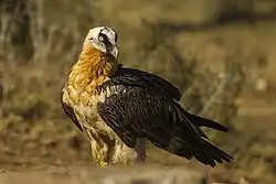 Bearded vulture, Pyrenees, Catalonia