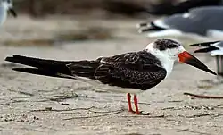 Adult winter plumage