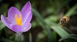 Bowles, the "Crocus King"