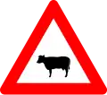 A29: Cattle crossing