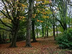 Woodlands near the old mansion house.