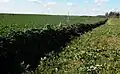 This dead hedge is made from small conifer branches placed around freshly planted saplings (in Hundorf near Schwerin, Germany).