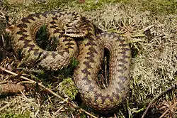 A viper, Vipera berus