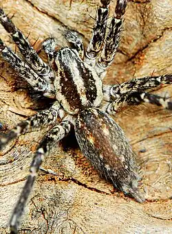 male