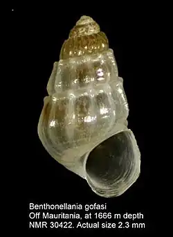 An up-closw photo of a shelled creature