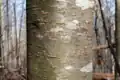 Closeup of young bark before it begins to form vertical cracks