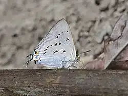 Bi-spot Royal (Ancema ctesia) from Upper Siang, Arunachal Pradesh, India