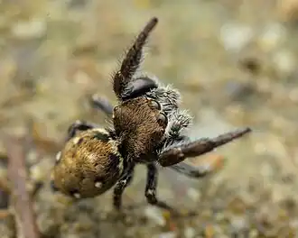 male