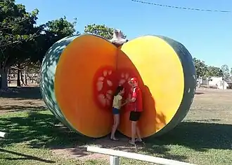 Big Pumpkin at Gumlu, 2015