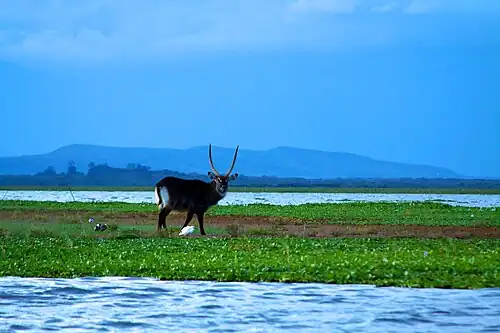 water buck Lake Baringo