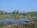 Bijland