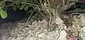 B. tetrandra growing from its typical habitat of karst limestone, Tumon, Guam