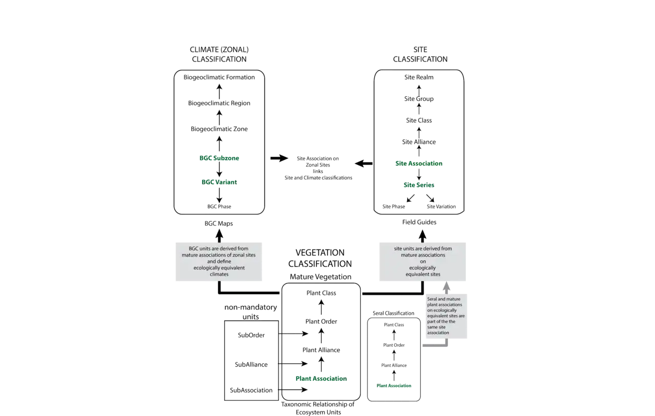 The biogeoclimatic ecosystem classification framework is presented, showing the integration of three classification hierarchies: vegetation, climate (or zonal), and site. The units of vegetation classification are linked to levels of the climate and site classifications