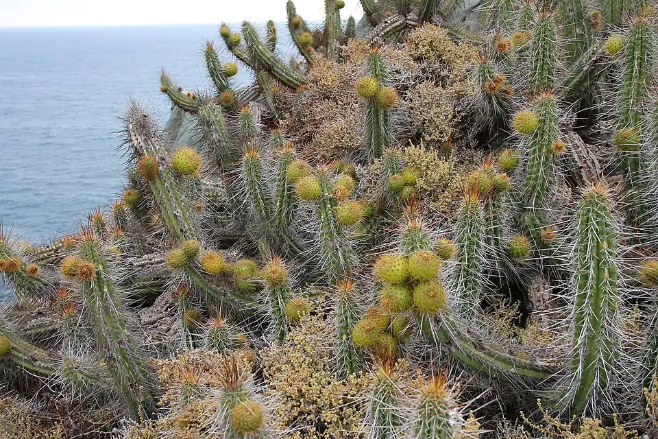 Plant fruiting in Puquén Natural reserve, Los Molles, La Ligua