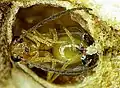Wasp hatching