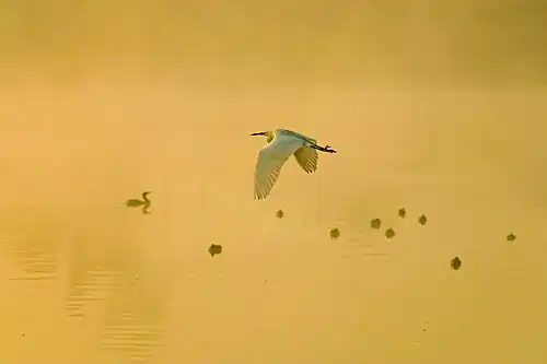 Birds at dawn at lake Taudaha and the fog illuminated by the sunlight