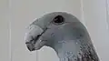 Head view