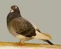 Bronze barred