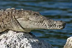A smiling American crocodile