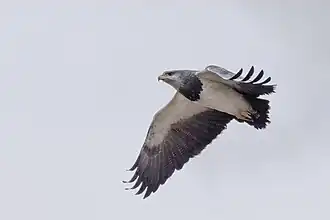 in Chile