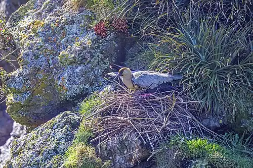 on nest