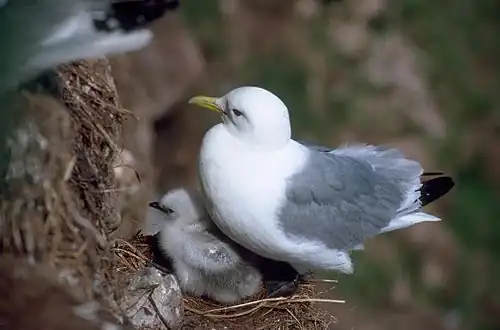 On nest with chick