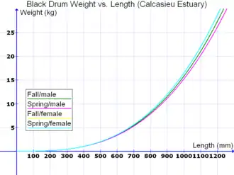 Black drum