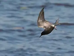 Black tern, Araslövssjön, Scania