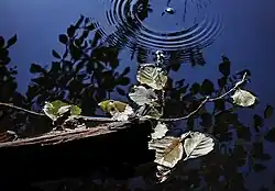 Ripples on water surface caused by a gas bubble