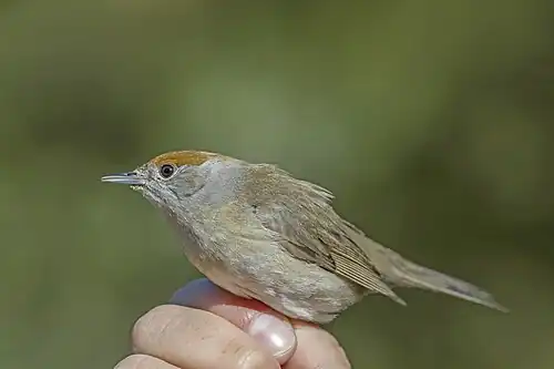 ringed female, Malta