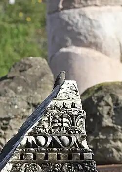 Blue rock-thrush, Roman Forum, Rome