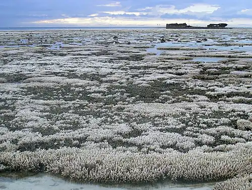 Image 55A major coral bleaching event took place on this part of the Great Barrier Reef (from Environmental threats to the Great Barrier Reef)